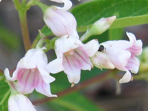 Spreading Dogbane (Apocynum androsaemifolium)