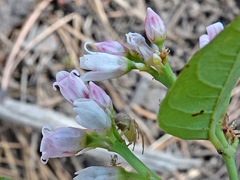 Spreading Dogbane (Apocynum androsaemifolium)