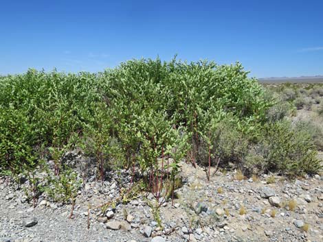 Indian Hemp (Apocynum cannabinum)