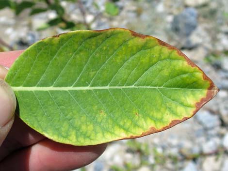 Indian Hemp (Apocynum cannabinum)