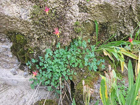 Western Columbine (Aquilegia formosa)