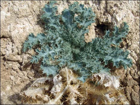 Mojave Pricklypoppy (Argemone corymbosa)