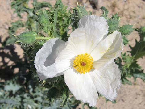 Mojave Pricklypoppy (Argemone corymbosa)