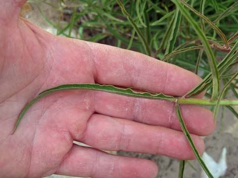 Spider Milkweed (Asclepias asperula)