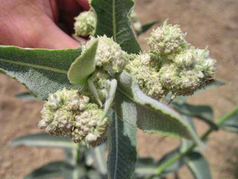 Desert Milkweed (Asclepias erosa)