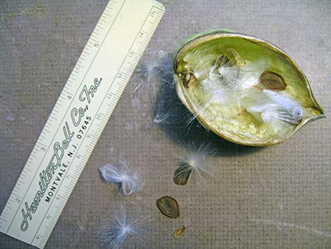 Desert Milkweed (Asclepias erosa)