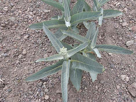 Desert Milkweed (Asclepias erosa)