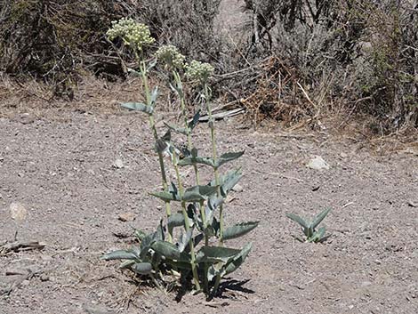 Desert Milkweed (Asclepias erosa)