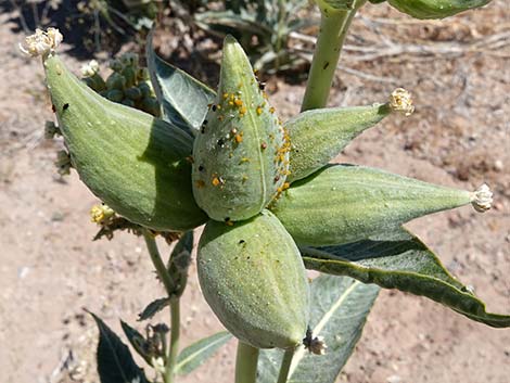 Desert Milkweed (Asclepias erosa)