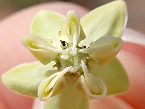 Desert Milkweed (Asclepias erosa)