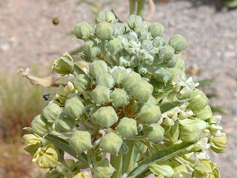 Desert Milkweed (Asclepias erosa)