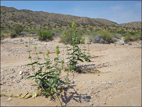 Desert Milkweed (Asclepias erosa)