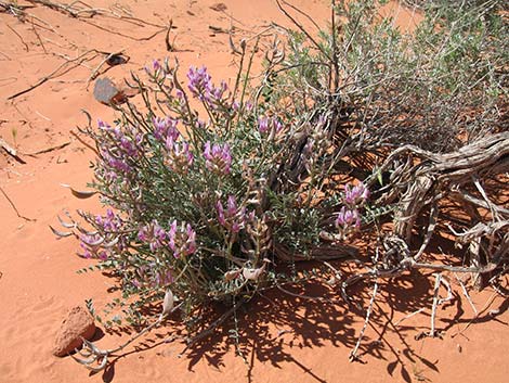 Crescent Milkvetch (Astragalus amphioxys)