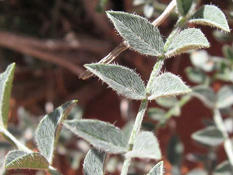 Crescent Milkvetch (Astragalus amphioxys)