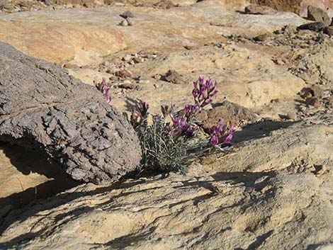 Crescent Milkvetch (Astragalus amphioxys)