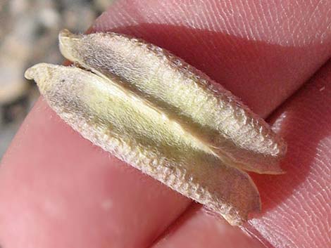 Crescent Milkvetch (Astragalus amphioxys)