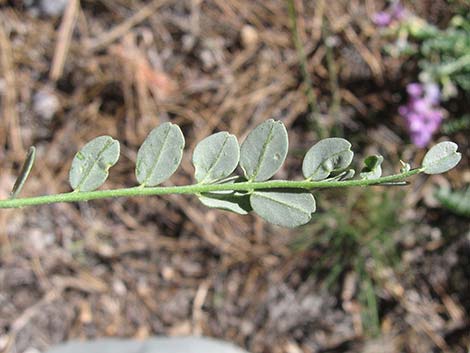 Beckwith's Milkvetch (Astragalus beckwithii)