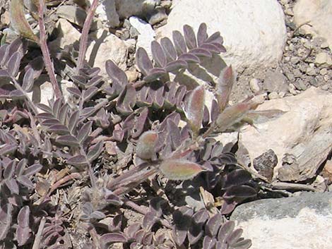 Minthorn's Milkvetch (Astragalus minthorniae)