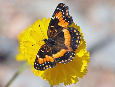 Desert Marigold (Baileya multiradiata)