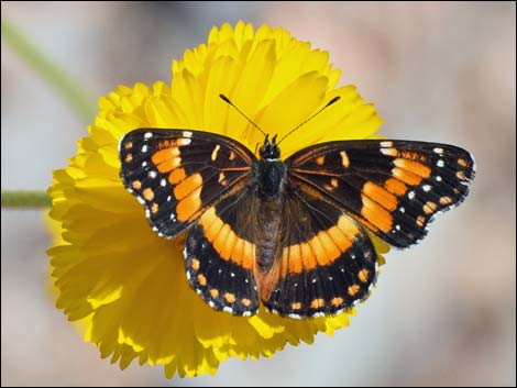 Desert Marigold (Baileya multiradiata)