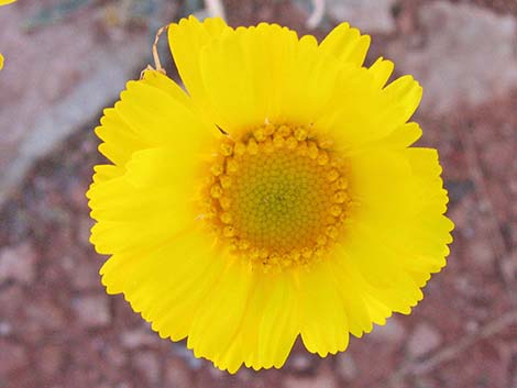 Desert Marigold (Baileya multiradiata)