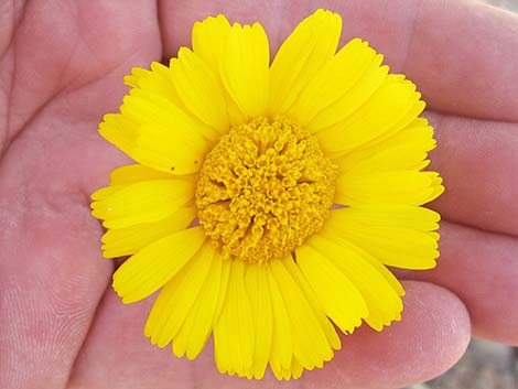 Desert Marigold (Baileya multiradiata)