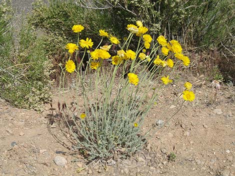 Desert Marigold (Baileya multiradiata)