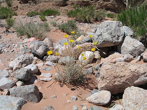 Desert Marigold (Baileya multiradiata)