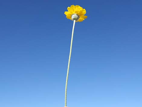 Desert Marigold (Baileya multiradiata)