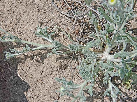 Woolly Desert Marigold (Baileya pleniradiata)