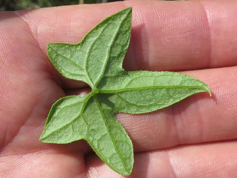 Desert Starvine (Brandegea bigelovii)