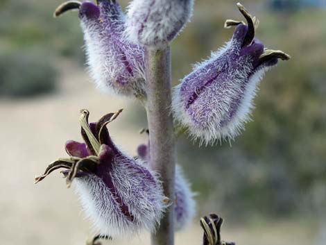 Thickstem Wild Cabbage (Caulanthus crassicaulis)