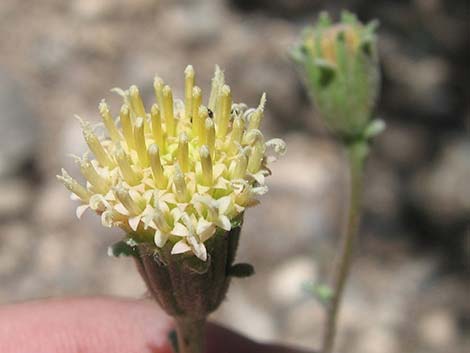 Douglas' Dustymaiden (Chaenactis douglasii)