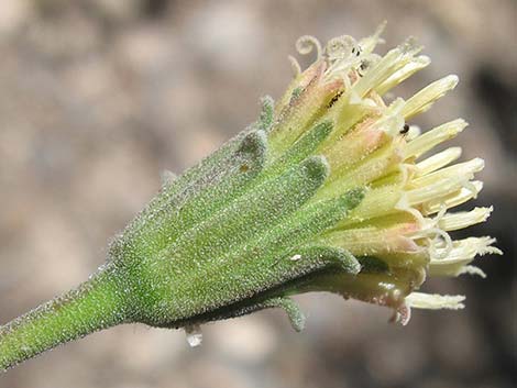 Douglas' Dustymaiden (Chaenactis douglasii)