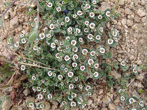 Whitemargin Sandmat (Chamaesyce albomarginata)