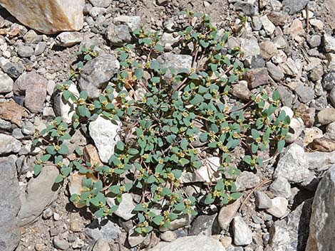 Fendler's Sandmat (Chamaesyce fendleri)