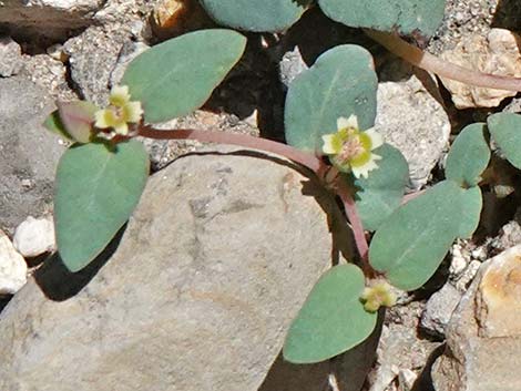 Fendler's Sandmat (Chamaesyce fendleri)