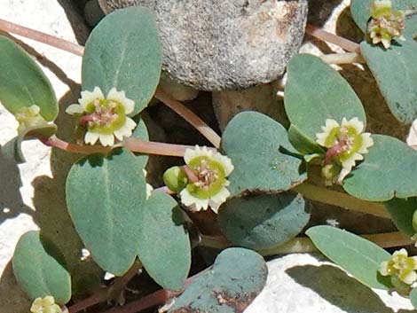 Fendler's Sandmat (Chamaesyce fendleri)