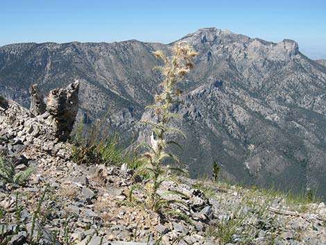 Clokey Thistle (Cirsium clokeyi)