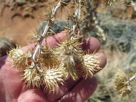 Virgin River Thistle (Cirsium virginensis)