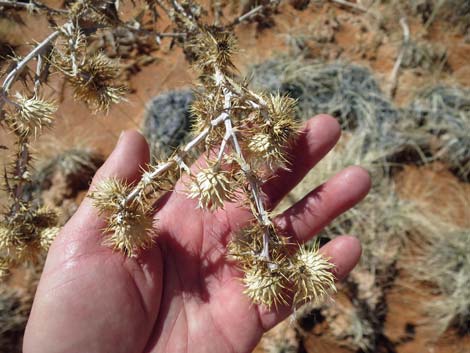 Virgin River Thistle (Cirsium virginensis)