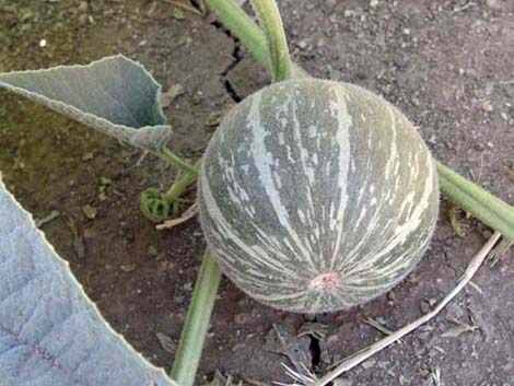 Buffalo Gourd (Cucurbita foetidissima)