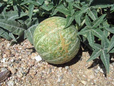 Coyote Gourd (Cucurbita palmata)