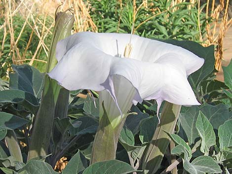 Jimson Weed (Datura wrightii)