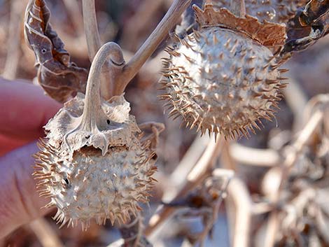 Jimson Weed (Datura wrightii)