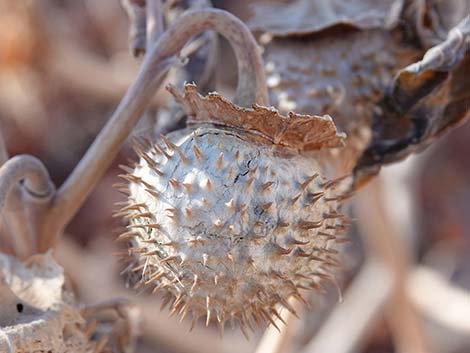 Jimson Weed (Datura wrightii)