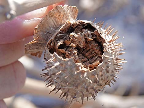 Jimson Weed (Datura wrightii)