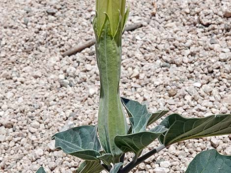 Jimson Weed (Datura wrightii)