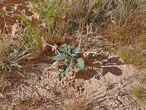 Jimson Weed (Datura wrightii)