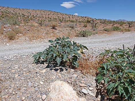 Jimson Weed (Datura wrightii)